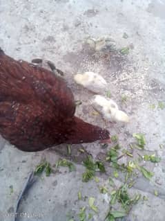 aseel heen with healty aseel chicks