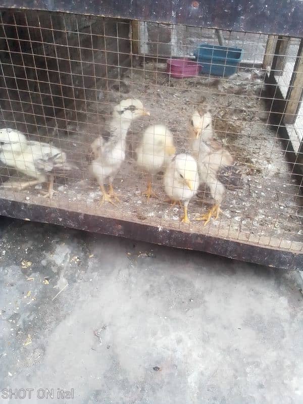 aseel heen with healty aseel chicks 4