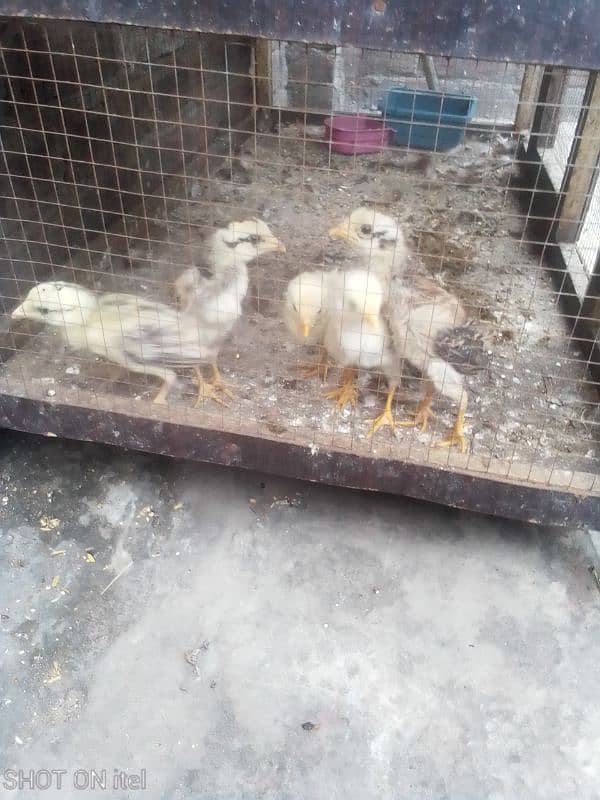 aseel heen with healty aseel chicks 5