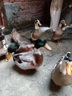 Ducks pair egg laying for sale urgent