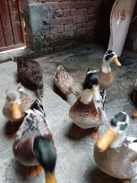 Ducks pair egg laying for sale urgent 1