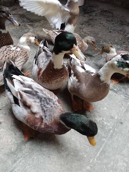 Ducks pair egg laying for sale urgent 2