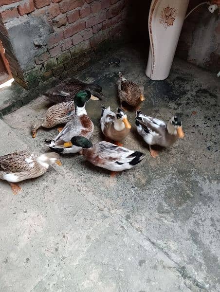 Ducks pair egg laying for sale urgent 3