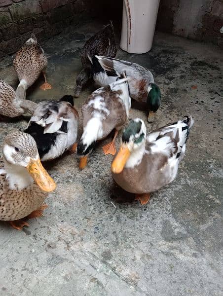 Ducks pair egg laying for sale urgent 4