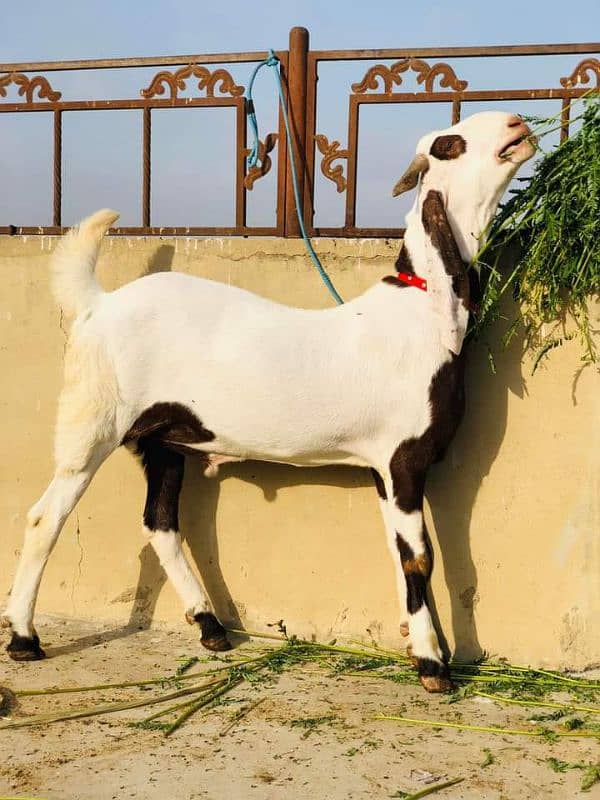 rajanpuri bakra urgent for sale 1