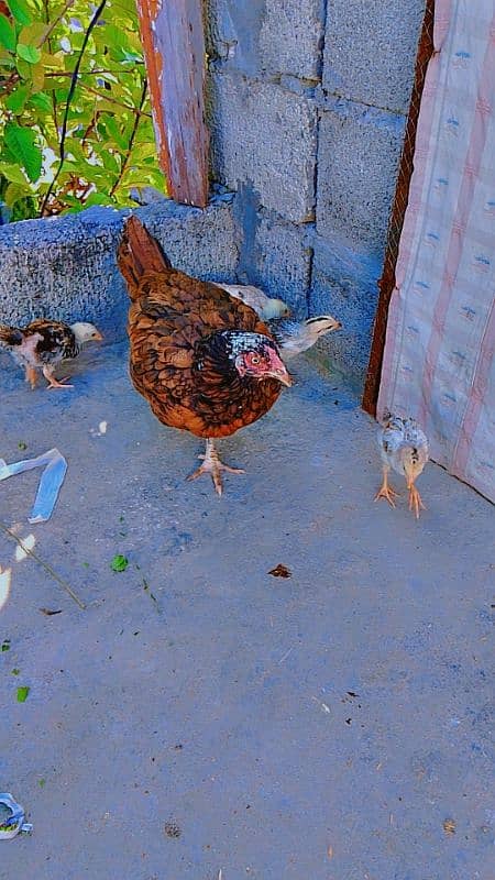 hen with Pure desi chicks 1