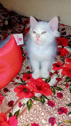 pure persian double coated white pair 0