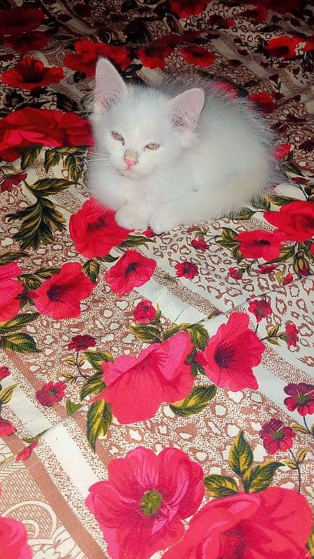 pure persian double coated white pair 3