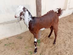 bakra