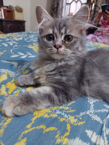 high quality kitten|Punch face Kittens|persian cat|cute|tripple|fluffy 2