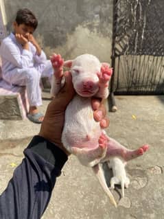 kohati gultair pink nose pair for sale