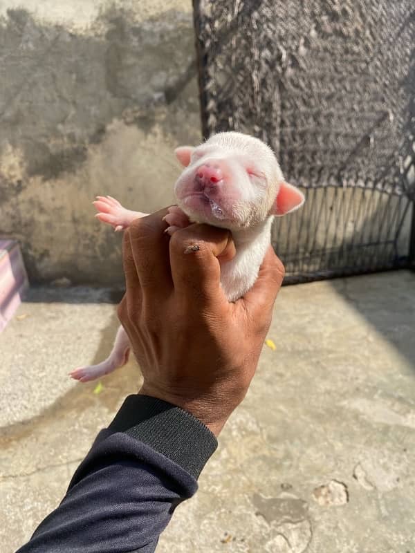 kohati gultair pink nose pair for sale 2