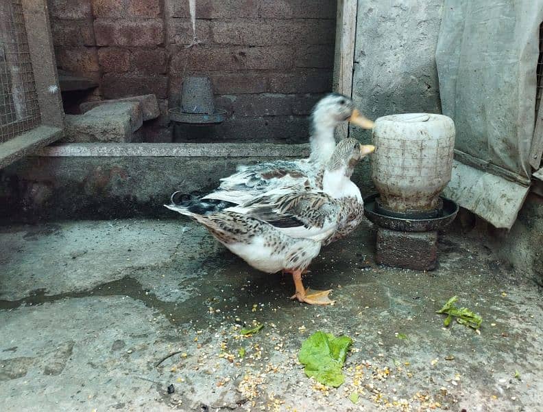 Duck pair for sale 2