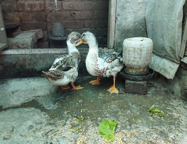 Duck pair for sale 3