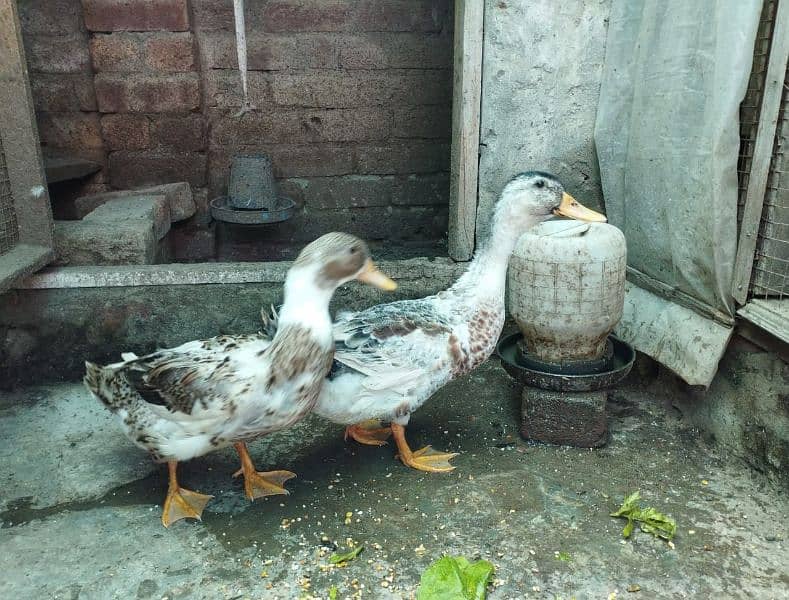 Duck pair for sale 4