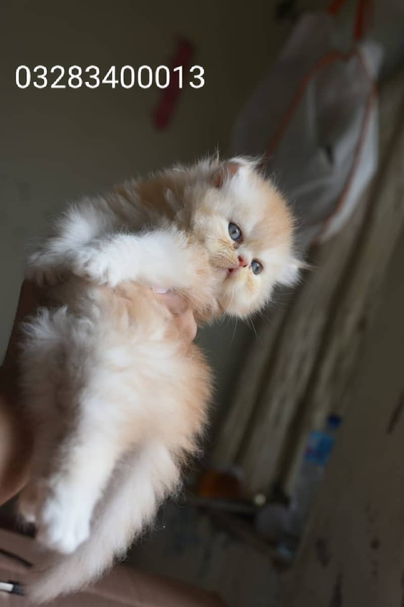 Pure pershion peki bloodline punch face tripple coated kittens availa 2