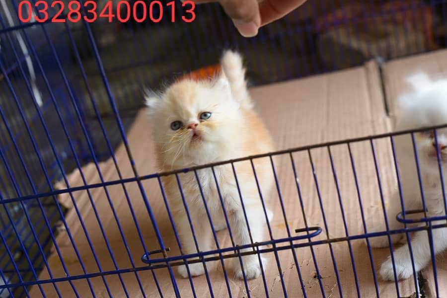 Pure pershion peki bloodline punch face tripple coated kittens availa 9