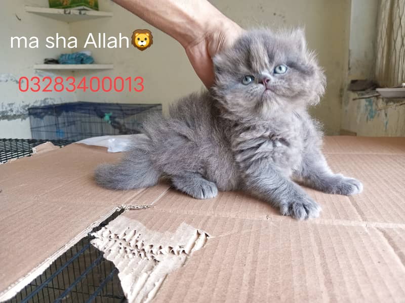 Pure pershion peki bloodline punch face tripple coated kittens availa 14