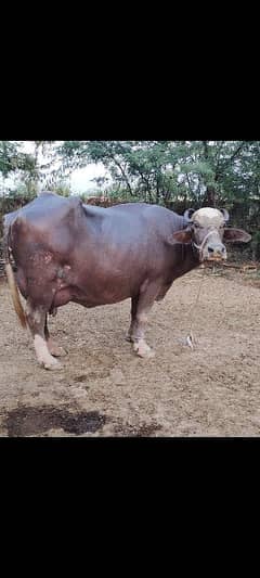 pure neeli Ravi brown buffalo