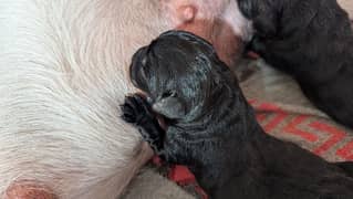 female pure shining black Labrador