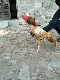 high quality peela sontol murg for sale ,peela murg