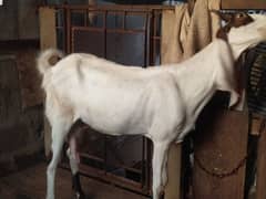 Do bakri for sale 0