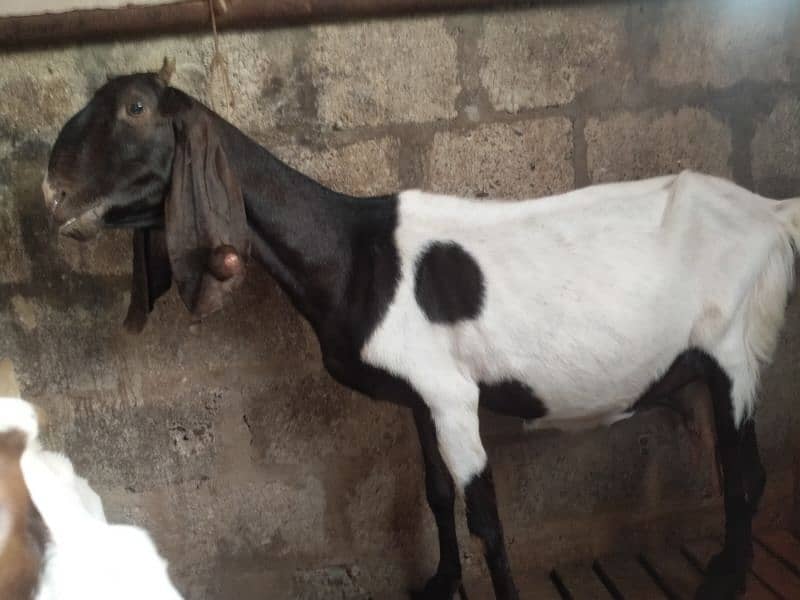 Do bakri for sale 1