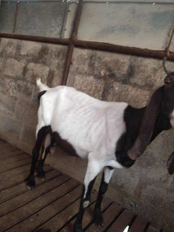 Do bakri for sale 4