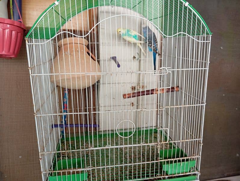 budgies pair cage matki ke sath 0