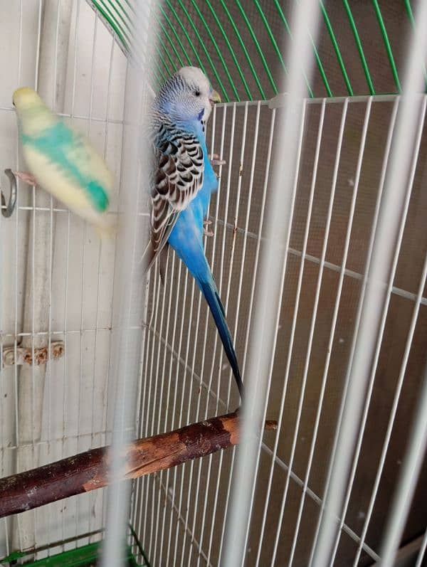 budgies pair cage matki ke sath 1