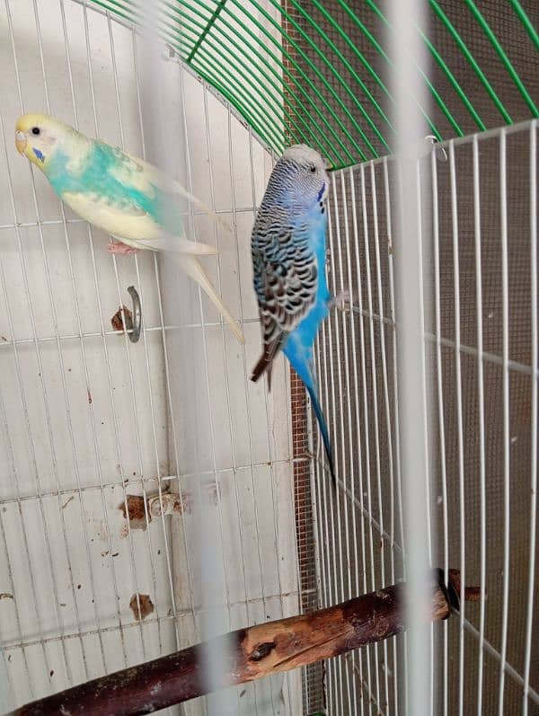 budgies pair cage matki ke sath 2