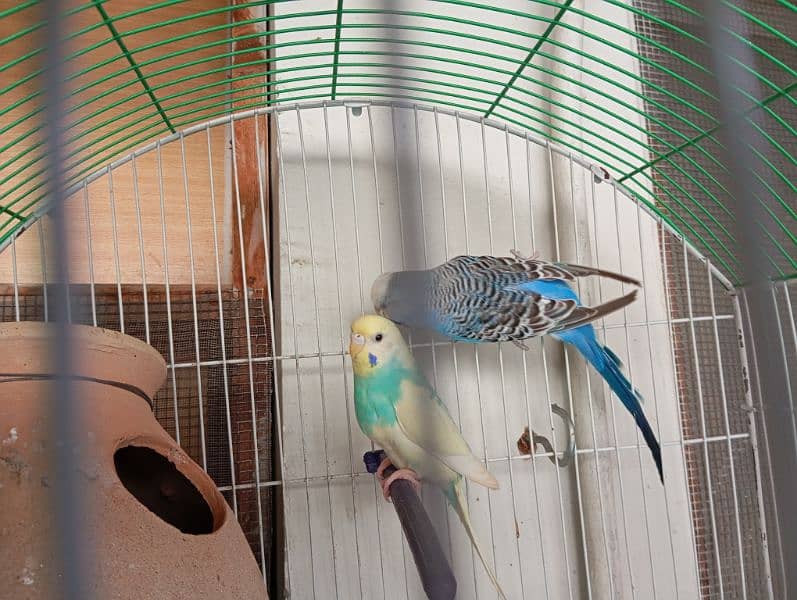 budgies pair cage matki ke sath 3