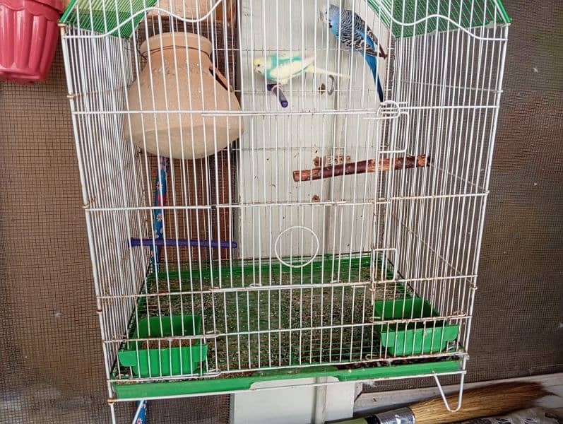 budgies pair cage matki ke sath 4