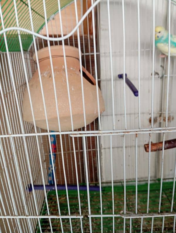 budgies pair cage matki ke sath 5