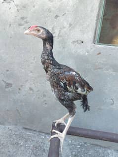 4 Months old Aseel chicks for sale Home breed