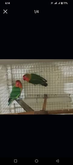 Fisher love bird breader pair.