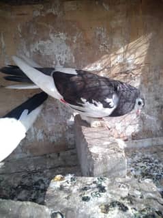 zard sherazi . kala khal.  papiy pigeon top quality 0