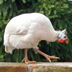 gini fowl chicks available at low cost