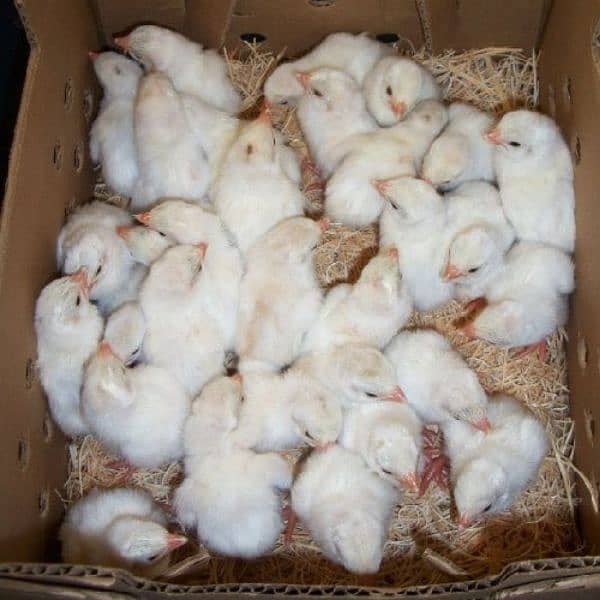 gini fowl chicks available at low cost 1