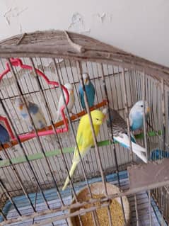 Budgies 0