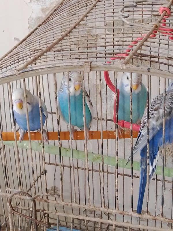 Budgies 1