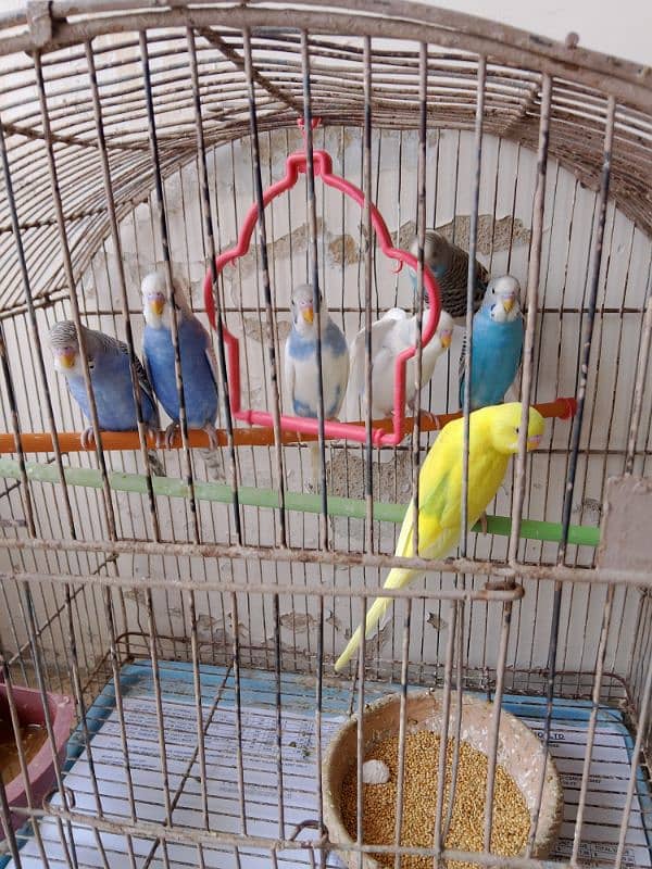 Budgies 2