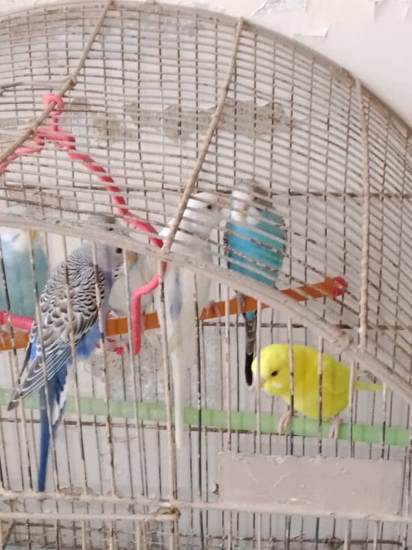 Budgies 3