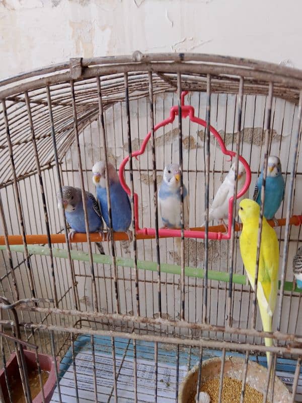 Budgies 4