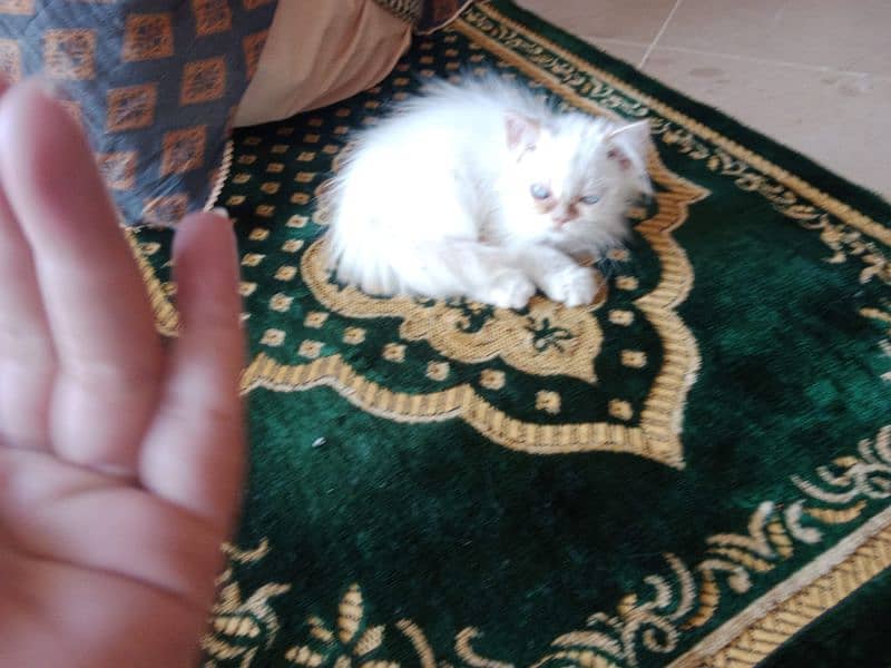 Double coated Persian cat pair for sale and one adult brown female 3