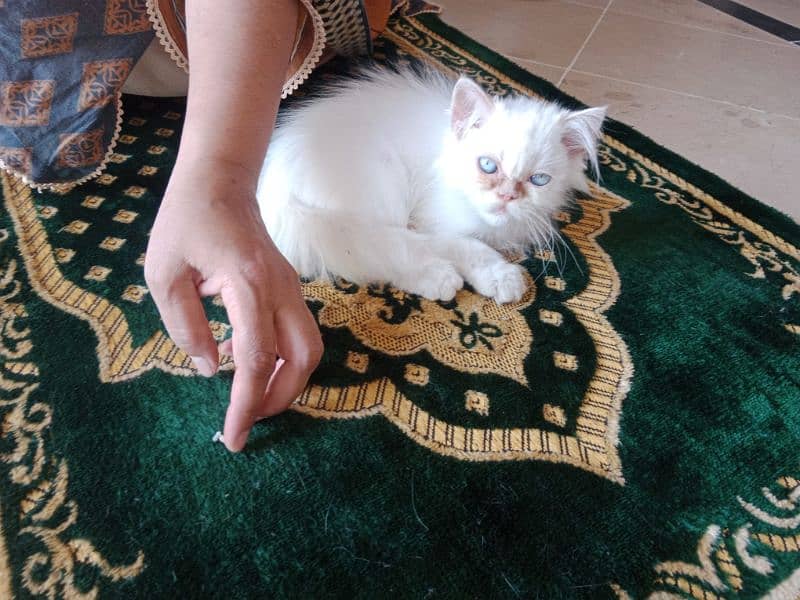 Double coated Persian cat pair for sale and one adult brown female 4