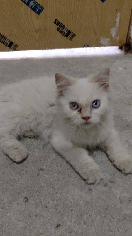 Double coated Persian cat pair for sale and one adult brown female 5