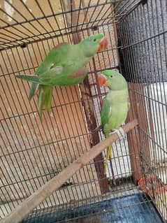 Raw perrot tamed