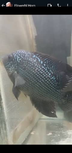 flowerhorn female male also available