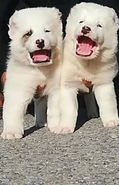 king alabai dog male and female age 2 month for sale available